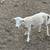 Katahdin lambs 3 thumbnail