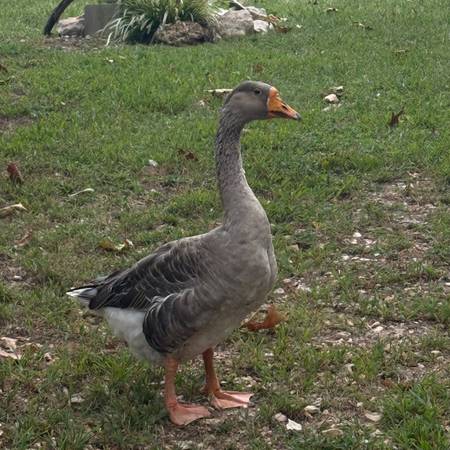 Super gander! Giant Dewlap/brown Chinese mix 1