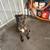 Brindle needs forever home 1 thumbnail