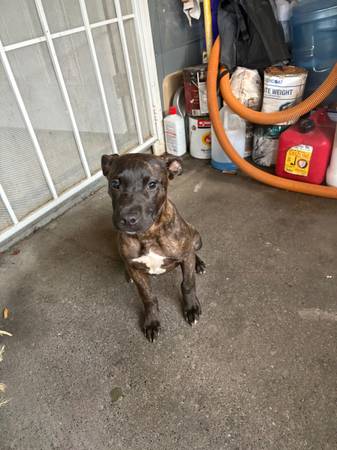Brindle needs forever home 1