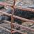 Black Mangalitsa proven sow 1 thumbnail