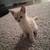 Kittens kittens and more kittens 1 thumbnail