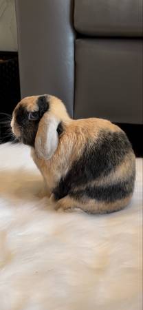 Rehoming holland lop bunny rabbit (East lansing)63934970352259122