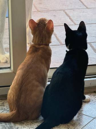 Gatos adorables inseparables para adopción (Middle Village)63297387281283123
