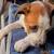 Cute puppies Looking for Loving Homes – Small Rehoming fee 3 thumbnail