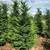 Leyland Cypress Trees 3 thumbnail