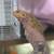 Rehoming male bearded dragon 7 thumbnail