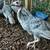 Turkey poultry 2 thumbnail