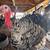 Turkeys 1 thumbnail