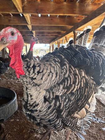 Turkeys 1