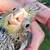 Hand Fed Cockatiels 8 thumbnail