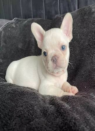 French Bulldog forever home !!! 1