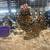 Mille fleur d’uccle pullets 3 thumbnail