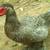 Ripple muscovy drakes - exhibition line 2 thumbnail