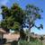 🌴🌳🌿TREE TRIMMING,🌴 TREE REMOVAL, PALM REMOVAL, PALM TRIMMING , SERVI 2 thumbnail