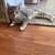 Female Kittens 3 thumbnail