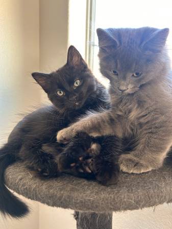 ¡Rehoming kittens!! (North Las Vegas)63860183318529123