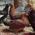 Chickens 1 thumbnail