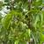 Fruit trees Apple, Pear, Peach . 6 thumbnail
