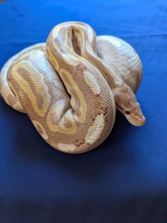 Large Ball Python Collection 1