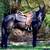 Quarter/Draft Gelding 7 Yrs. 2 thumbnail