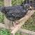 Bared Rock started pullets Chickens 5 thumbnail