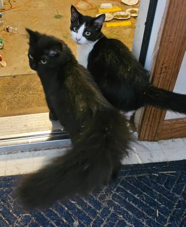 2 kittens63686659944451122