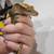 Young crested gecko 3 thumbnail