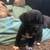 8 week American bully puppies looking for their forever homes! 15 thumbnail