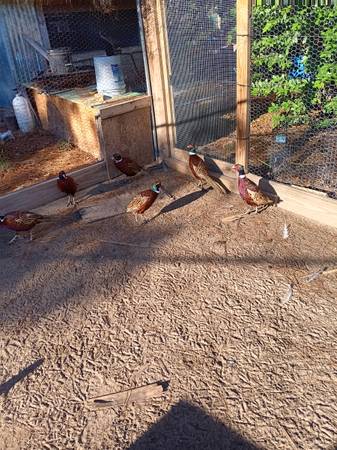 Ringneck pheasants 25.00 1