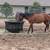 Horse Boarding *Close to Town* Full Care or Self Care 2 thumbnail