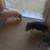 1 Baby Piglet for sale 2 thumbnail