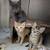 4 month old kittens for adoption 1 thumbnail