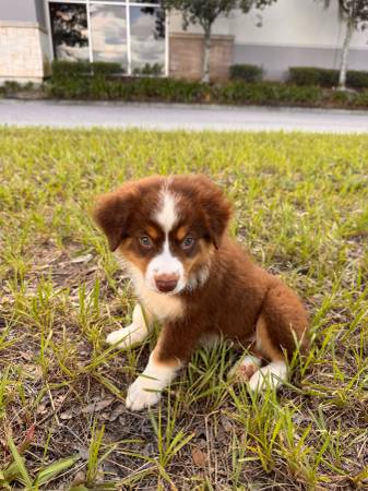 Mini American Shepherd (Mini Aussie)63867089721603121
