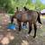 APHA yearling filly 6 thumbnail