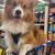 Corgi Stud 4 thumbnail