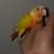 Green cheek conures 1 thumbnail