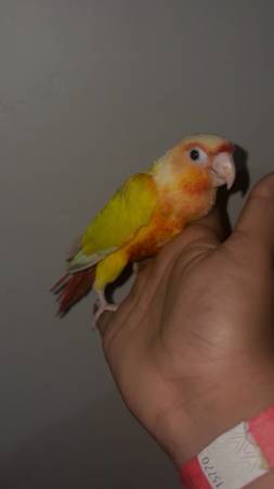 Green cheek conures 1
