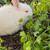 Rabbits 3 thumbnail