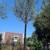 Olive Tree 6 thumbnail