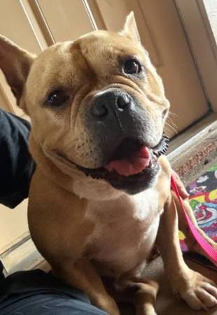 Frenchie mix need gone ASAP 1