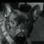 Black Brindle Frenchie 3 thumbnail