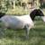 Bred Dorper Yearlings 3 thumbnail