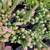 1 gallon Succulent - Crassula perforata "Variegated" - $4 4 thumbnail