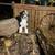 Mini aussie 3 thumbnail