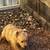 Golden Retriever puppies 5 thumbnail