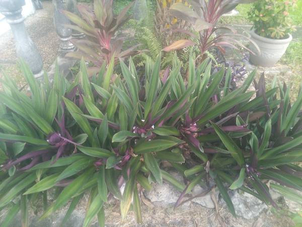 Hedge plants purple 1