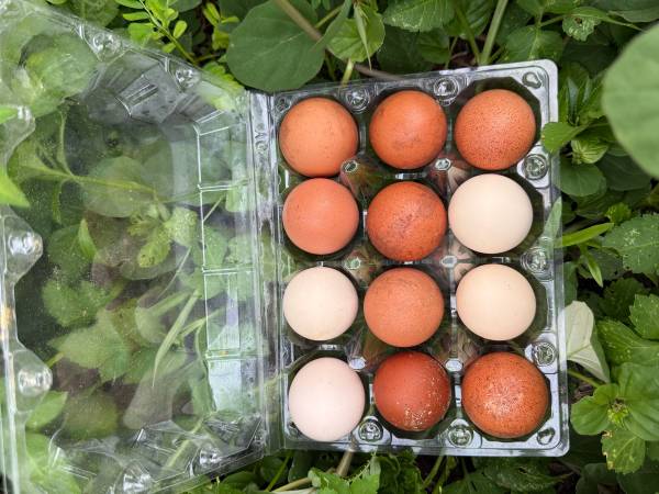 Mixed Dozen hatching eggs 1