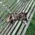 Female cat 2 thumbnail