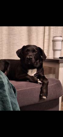 Free black lab 1